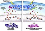 Molecular cell：caspase3——抗癌卫士的“背叛”