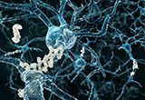 J Neurosci：研究发现阿尔茨海默病潜在新病因