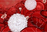 Cancer Cell：新型<font color="red">单克隆</font><font color="red">抗体</font>药物或可有效克服白血病的耐药性