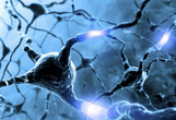 Neuron：<font color="red">Wnt</font>信号参与神经元细胞突触可塑性