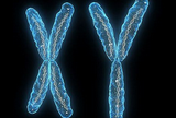 Development：Y染色体决定性别？NO！古老性基因或许是性别决定的始祖