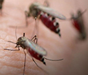 世界防治疟疾日：投资未来，击败疟疾