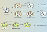 Cell：胚胎基因编辑选择性消除线粒体突变