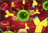 HIV-1<font color="red">抗体</font>疗法重回临床应用