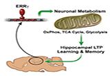 Cell Metabol：可增强学习和记忆的蛋白