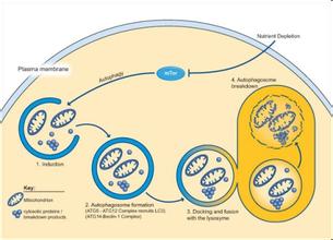 Autophagy：组蛋白脱乙酰化酶抑制剂可通过FOXO1依赖的途径诱导自噬