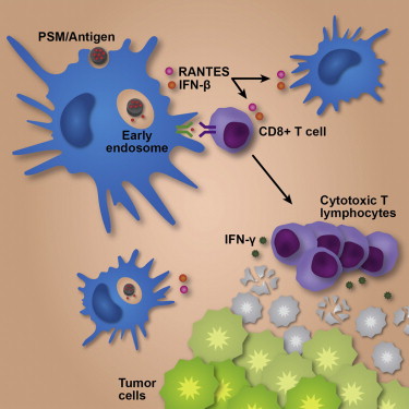 Cell Reports：癌症疫苗新型佐剂探索