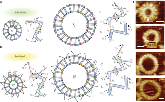 Nature Nanotechnology：DNA环状分子的自主<font color="red">复制</font>