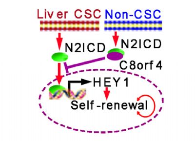 Nat Commun：科学家揭示肝癌<font color="red">干细胞</font>自我更新的分子<font color="red">机制</font>