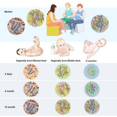 Cell host & Mircrobe：新生儿肠道微生物菌群研究