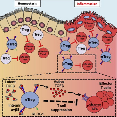 Immuity：整合素分子介导Treg细胞在炎症反应中的<font color="red">活性</font>