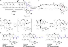 Nat Chem Biol：新型抗菌化合物可有效抵御耐药<font color="red">病原体</font>且毒性较低