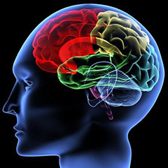 Journal of Neuroscience: <font color="red">大脑</font>如何调节记忆力和情绪