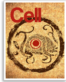 Cell：人类<font color="red">原始</font>生殖<font color="red">细胞</font>研究获重要成果