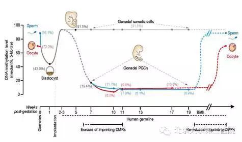 CELL：乔杰汤富酬团队发现人类原始生殖细胞中基因表达<font color="red">网络</font>和DNA甲基化调控规律