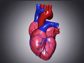 Circulation：蒽<font color="red">环</font>类药物引起的心脏毒性早期检测及心脏衰竭的早期改善
