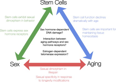 Cell Stem Cell：为何从古至今女人都长寿？