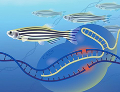 斑马鱼——CRISPR高通量基因功能研究新平台
