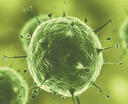 Science：淋病研究或揭示机体免疫系统新“扳机”