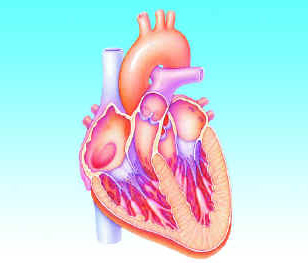 Nature Commun：小分子可促进缓解心脏衰竭