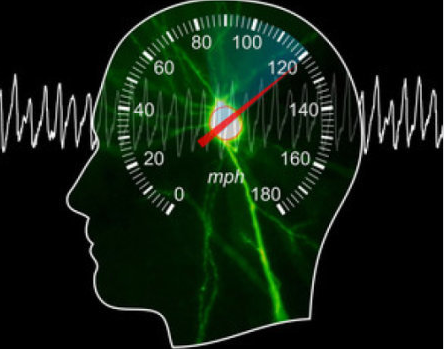 Neuron封面文章：大脑也有“速度里程表”
