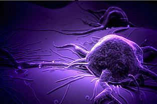 Nature Commun：靶向细胞骨架抑制肿瘤转移新发现