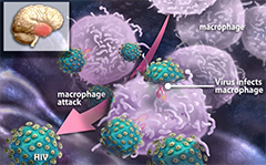PNAS：胞外ATP可诱导HIV从巨噬细胞释放