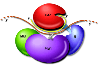PNAS：<font color="red">促</font>癌的小分子RNA新家族