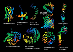 蛋白质结构解析六十年