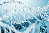 Nature Genetics：科学家发现新的“痛觉基因”<font color="red">PRDM</font>12