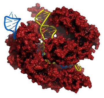 Nature：CRISPR<font color="red">技术</font>又有新<font color="red">突破</font>！