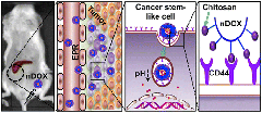 ACS Nano：<font color="red">双重</font>装备促使纳米颗粒精准狙杀癌症干<font color="red">细胞</font>
