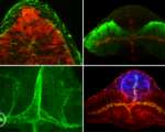 科学还未能完全解释的5种现象