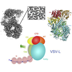 Cell：科学家揭示埃博拉病毒和其它<font color="red">RNA</font>病毒的关键结构蛋白