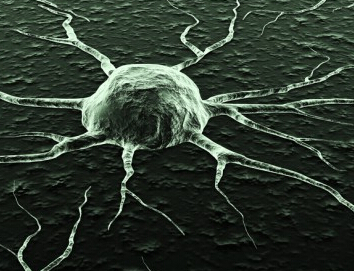 Cancer Cell：与恶魔共舞的活性氧<font color="red">自由</font>基