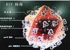 Lancet <font color="red">HIV</font>：Grazoprevir加Elbasvir可有效治疗<font color="red">HIV</font>和HCV共感染的患者