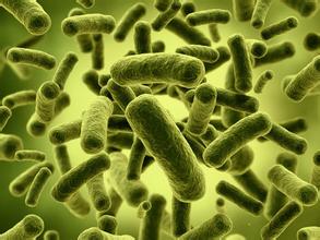 肠道菌对人体的影响