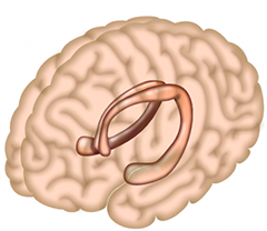 Science：揭示大脑海马体记忆模式<font color="red">的</font>传播机制