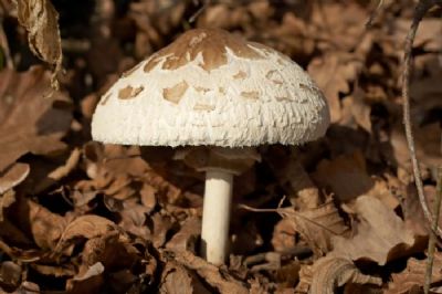 警示：毒蘑菇可引起肝衰竭，切勿随意食用野生蘑菇