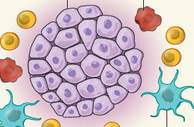 Nature：树突状细胞<font color="red">分子</font>刹车在抗肿瘤免疫中的作用