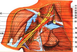 J <font color="red">Bone</font> Joint Surg Am：关于臂丛的解剖学进展