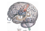 Br J Anaesth：丙泊酚可对杏仁核依赖的情绪记忆系统产生影响