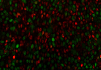 细胞周期<font color="red">时钟</font>控制胚胎干细胞多能性