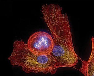 Cell：微管结构助力抗癌药物开发
