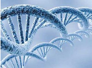 JMCB:中国科学家应用CRISPR破解基因组“未解之谜”