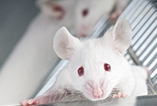 Neuropsychopharmacology：基因突变小鼠拥有更高智商