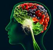 高淀粉食物推动脑进化