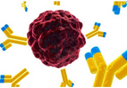 Nat Cell Biol：华人<font color="red">科学家</font>发现肿瘤扩增新机制