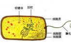 Antimicrob Agents Chemother：长途跋涉也能导致耐药<font color="red">细菌</font>的传播