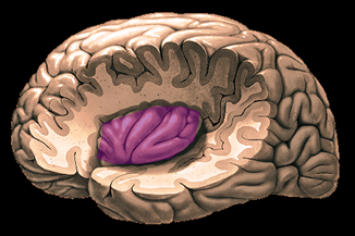 J Neurosurg Anesthesiol：岛<font color="red">叶</font>切除对自主神经活动的影响